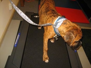 Bruno the Boxer Puppy on a treadmill looking to the side
