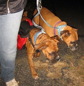 Allie and Bruno the Boxers walking side by side next to a human