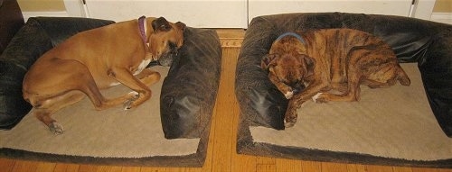 Allie and Bruno the Boxers sleeping there respective dog beds