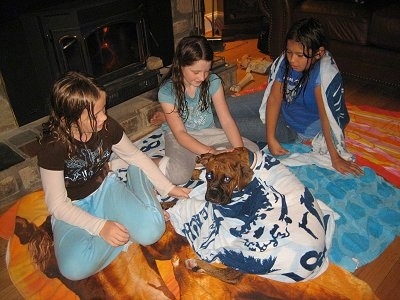 Three wet kids and Bruno the Boxer puppy sitting on towels with a towel wrapped around Bruno