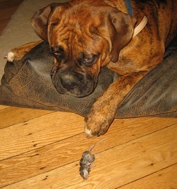 Bruno the Boxer laying in the dog bed with a dead mouse