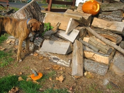 Bruno the Boxer Puppy looking at a Pumpkin top