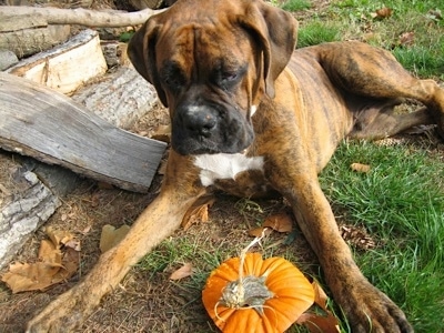Bruno the Boxer Puppy chewing a pumpkin top