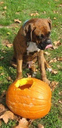 Bruno the Boxer Puppy chewing a hole into a pumpkin