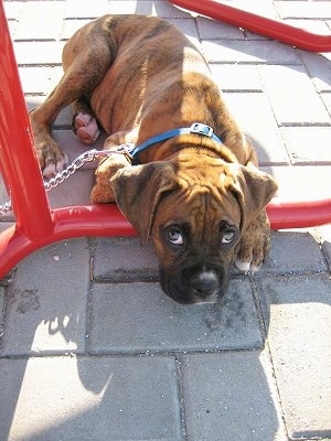 Bruno the Boxer Puppy laying under a table