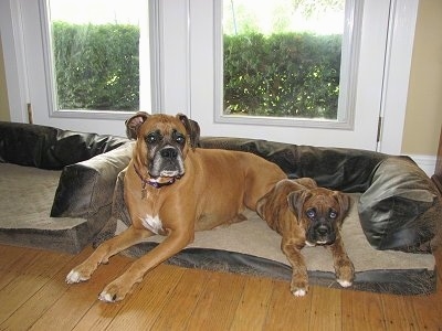Bruno and Allie the Boxers share a dog bed