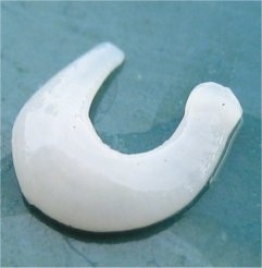 segment of a tapeworm in a U shape