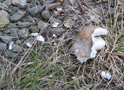 Wild Mushroom on the ground