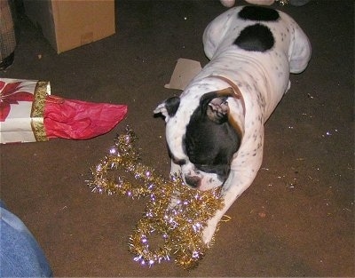 Duke the Olde English Bulldog is chewing on gold Christmas garland tinsel
