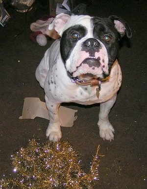 Duke the Olde English Bulldog is sitting next to the chewed gold Christmas garland tinsel