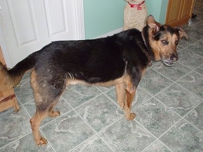 Sammy the German Shepherd Mix is standing on a tiled floor and looking to the right. There is another dog sitting in a corner behind it