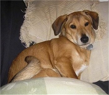 A tan Carolina Dog/Dingo mix is laying on a couch on its left side looking up.