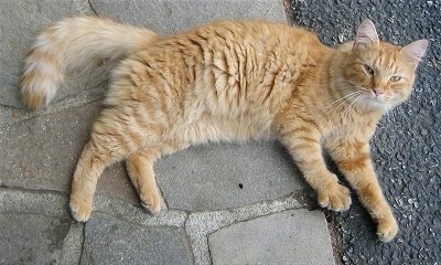 Waffles the Cat laying on a stone porch