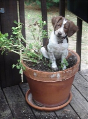 Zoey the Brittany Puppy is sitting in a potted plant on a wooden porch with her head tilted to the right