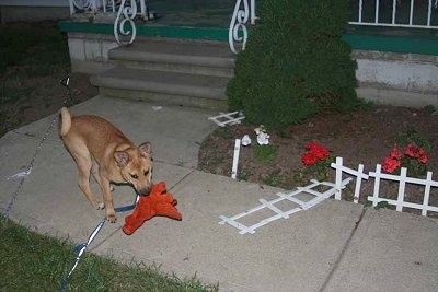 Basenji mix puppy is standing on the walkway to a house. He has a red plush dinosaur toy in his mouth and the small garden fence is broken and laying on its side