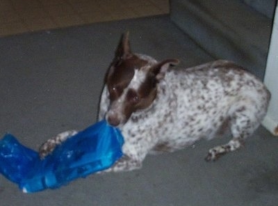 Zorro the Queensland Red Heeler laying down on the floor chewing on a rolled up newspaper that is inside a blue plastic bag