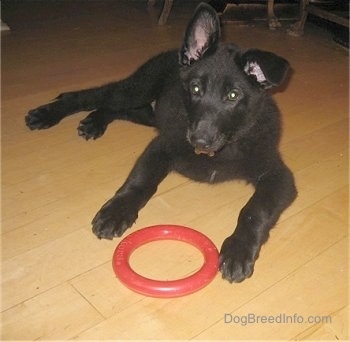 Shadow the Shiloh Shepherd puppy is laying on a hardwood floor with a red toy ring in front of it. Shilohs left ear is up and right ear is down