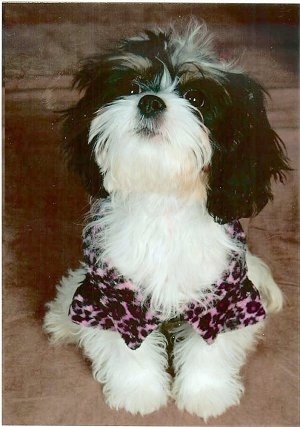 Chloe the Cava-Tzu is wearing a pink and black leopard shirt sitting on a couch and looking up