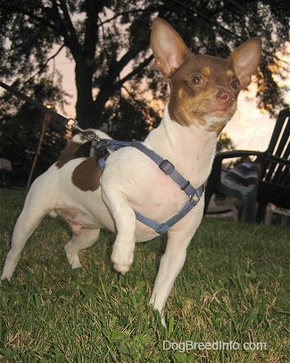 The front right side of a white and brown Chihuahua that is standing on grass with its paw in the air and it is looking to the right.