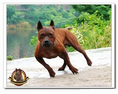 Action shot - A Chinese Chongqing is running across a surface in front of a body of water. The Logo for the Chongqing Dog Breeding Center is overlayed on the photo