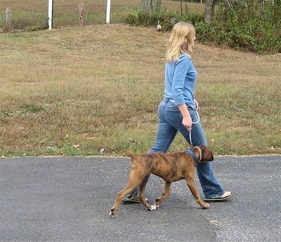Left Profile - Bruno the Boxer being walked on a blacktop by a lady