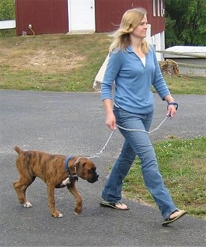 Bruno the Boxer being walked on a blacktop by his owner