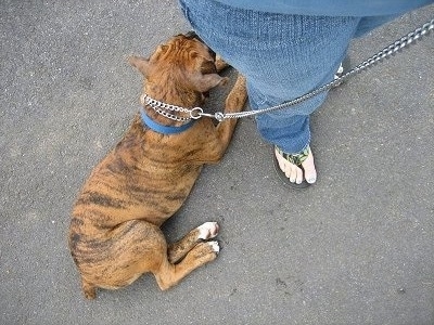 Bruno the Boxer laying down on the blacktop while on a leash