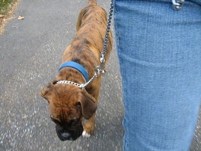 Bruno the Boxer walking down a street heeling next to a person