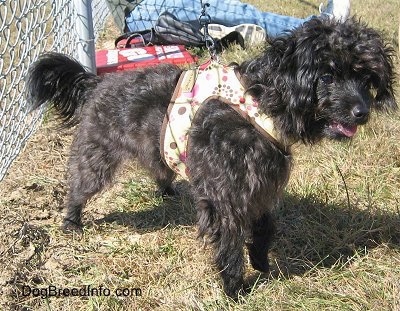 A little black wavy coated dog is wearing a harness and standing outside in front of a chainlink fence. There is a guy sitting against the fence in the background