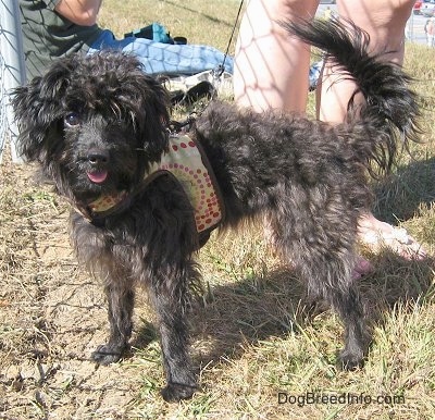 A little black wavy coated dog is wearing a yellow harness and standing in a field next to a chain link fence and in front of a person