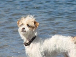 A white and tan Fo-Tzu dog is standing in front of a body of water. He has an underbite and his bottom row of teeth are showing.
