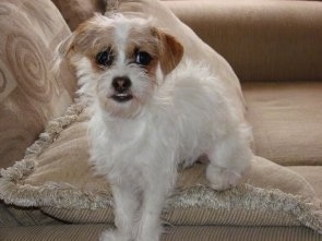 A white and tan Fo-Tzu Puppy is sitting on top of tan pillow on a tan couch