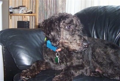 A black Giant Schnoodle is laying on a black leather couch and looking to the right.