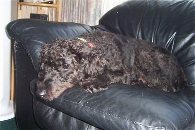 A black Giant Schnoodle is laying down on a black leather couch