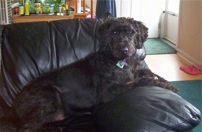 A black Giant Schnoodle is laying on a black leather couch with a fish tank behind it.