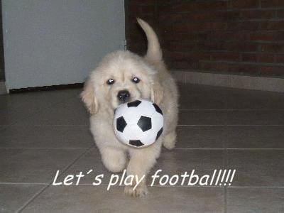 A cream-colored Golden Retriever puppy is running across a tan tiled floor with a soccer ball toy in its mouth. The words 'Let's play football!!!' are overlayed in white letters across the bottom of the image.