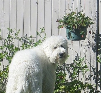Deek the Goldendoodle is standing outside in front of a fenceand in front of a hanging potted plant.