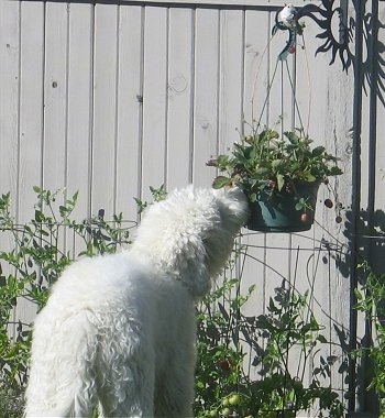 Deek the Goldendoodle is investigating the hanging potted plant by sticking his nose up to it
