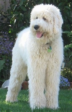 A furry white Goldendoodle is standing in front of a flower bed. Its mouth is open and tongue is out