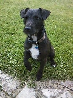 Front view - A wiry-looking black with white Patterjack dog is sitting in grass with its left paw slightly in the air in front of  a stone walkway.