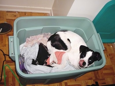 A white with black JaFox is laying in a mint-green plastic bin with clothes at the bottom licking its nose