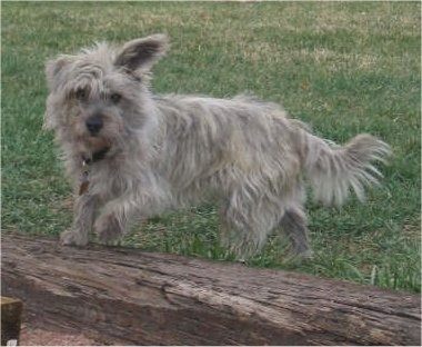 A gray-brown wiry looking Kashon dog is standing with its front paws on a log in grass. It has one ear up and one ear down.