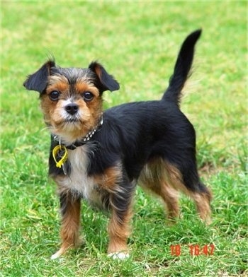A black with brown and white King Charles Yorkie dog is standing with its tail up in grass.