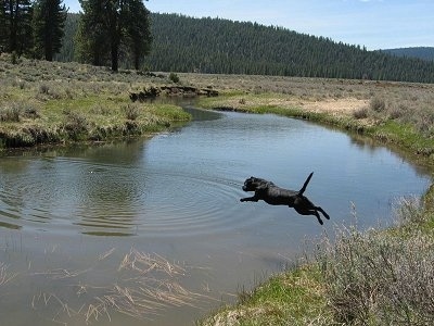 Action shot of dog in mid-air - A black Labrador Retriever is jumping into a body of water.