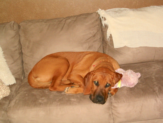 A tan Labloodhound is laying on a tan couch on top of a pink teddy bear plush toy. There is a white throw blanket hanging over the top of the couch.