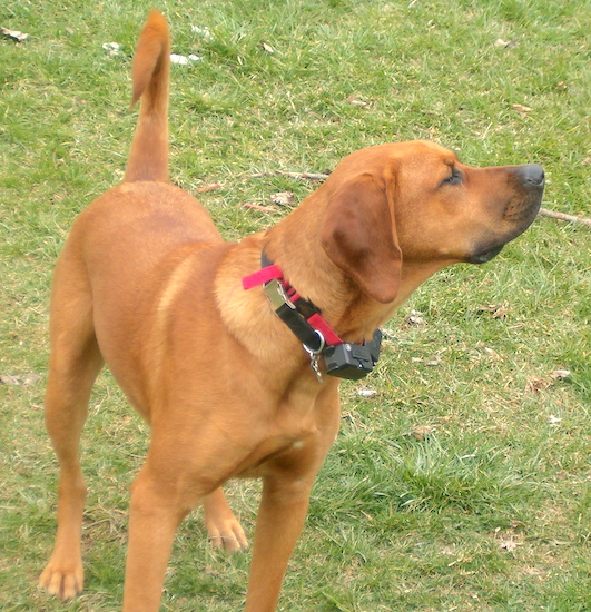 A tan Labloodhound is standing in grass and looking up and to the right. Its tail is up.