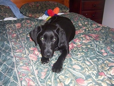 A black Labrador Retriever puppy is laying on a human's bed and there is a colorful plush doll behind it.