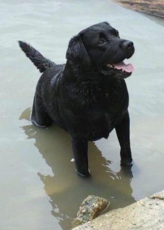 The front right side of a black Labrador Retriever that is sitting in a small amount of water. It is looking up, its mouth is open and it looks like it is smiling.