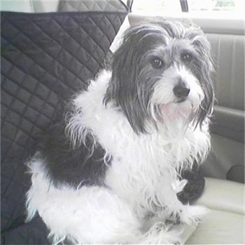 A black and white photo of a long-haired Malteagle dog sitting in the backseat of a vehicle.