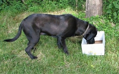 A black Mastador puppy is standing outside in grass and looking down into a white cardboard box.